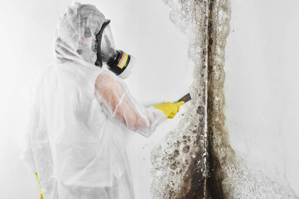 Best Attic Mold Removal  in Federal Heights, CO