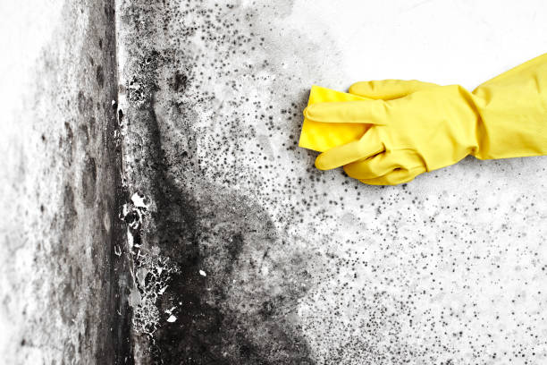 Office Mold Removal Services in Federal Heights, CO