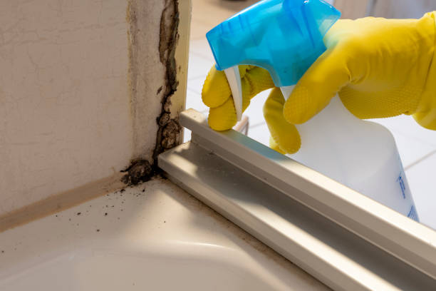 Home Mold Removal in Federal Heights, CO