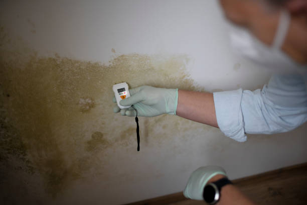 Certified Mold Removal in Federal Heights, CO